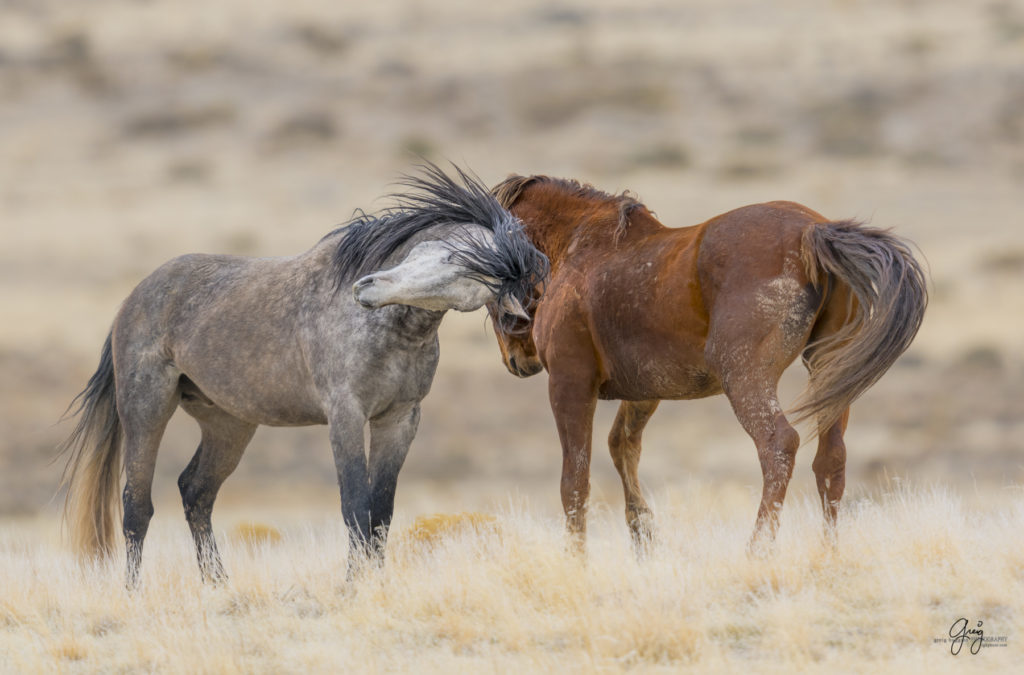 Onaqui herd, wild horses, utah wild horses, utahwildhorses, photography of wild horses, wild horse photography, fine art photography of wild horses, wild horse colts, wild horse foals, wild horse stallions, equine photography, equine,