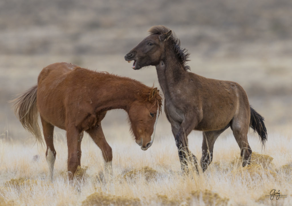 Onaqui herd, wild horses, utah wild horses, utahwildhorses, photography of wild horses, wild horse photography, fine art photography of wild horses, wild horse colts, wild horse foals, wild horse stallions, equine photography, equine,