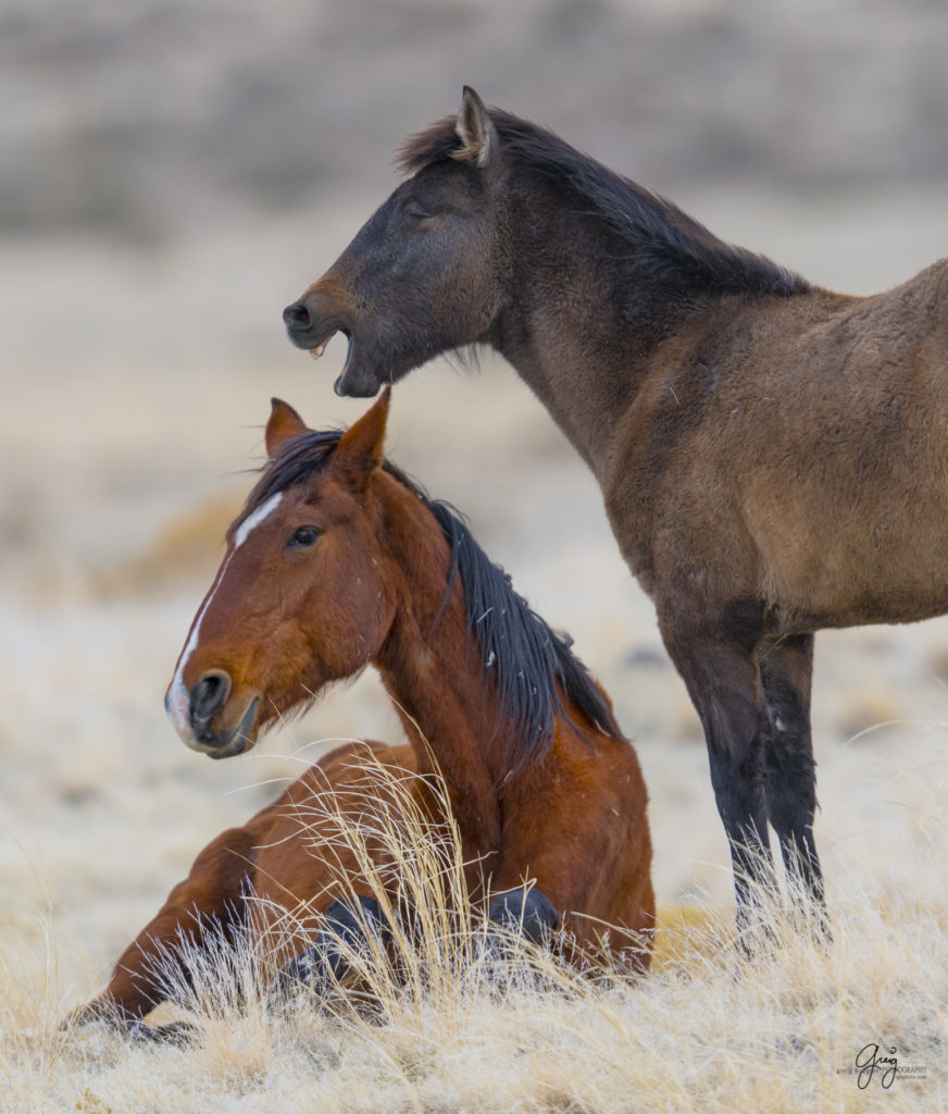 Onaqui herd, wild horses, utah wild horses, utahwildhorses, photography of wild horses, wild horse photography, fine art photography of wild horses, wild horse colts, wild horse foals, wild horse stallions, equine photography, equine,