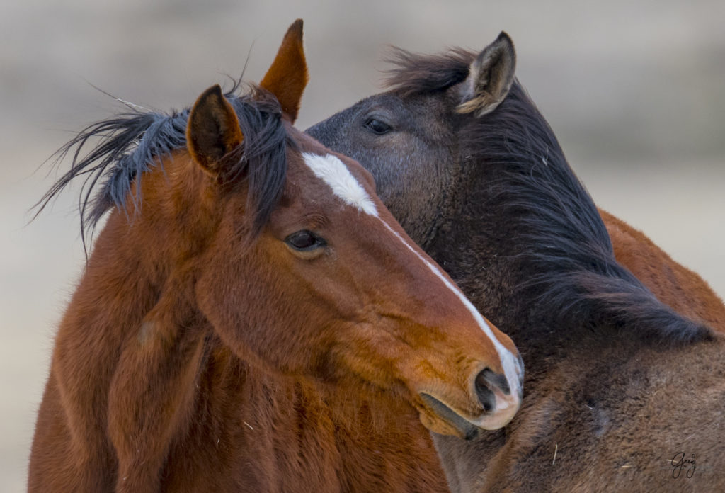 Onaqui herd, wild horses, utah wild horses, utahwildhorses, photography of wild horses, wild horse photography, fine art photography of wild horses, wild horse colts, wild horse foals, wild horse stallions, equine photography, equine,