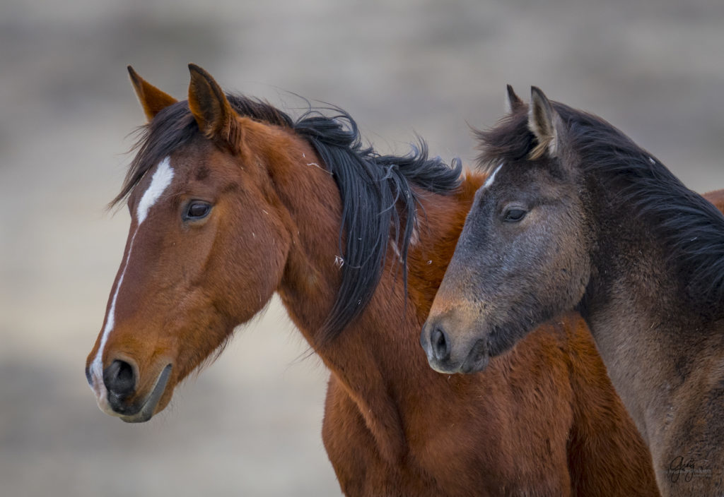 Onaqui herd, wild horses, utah wild horses, utahwildhorses, photography of wild horses, wild horse photography, fine art photography of wild horses, wild horse colts, wild horse foals, wild horse stallions, equine photography, equine,