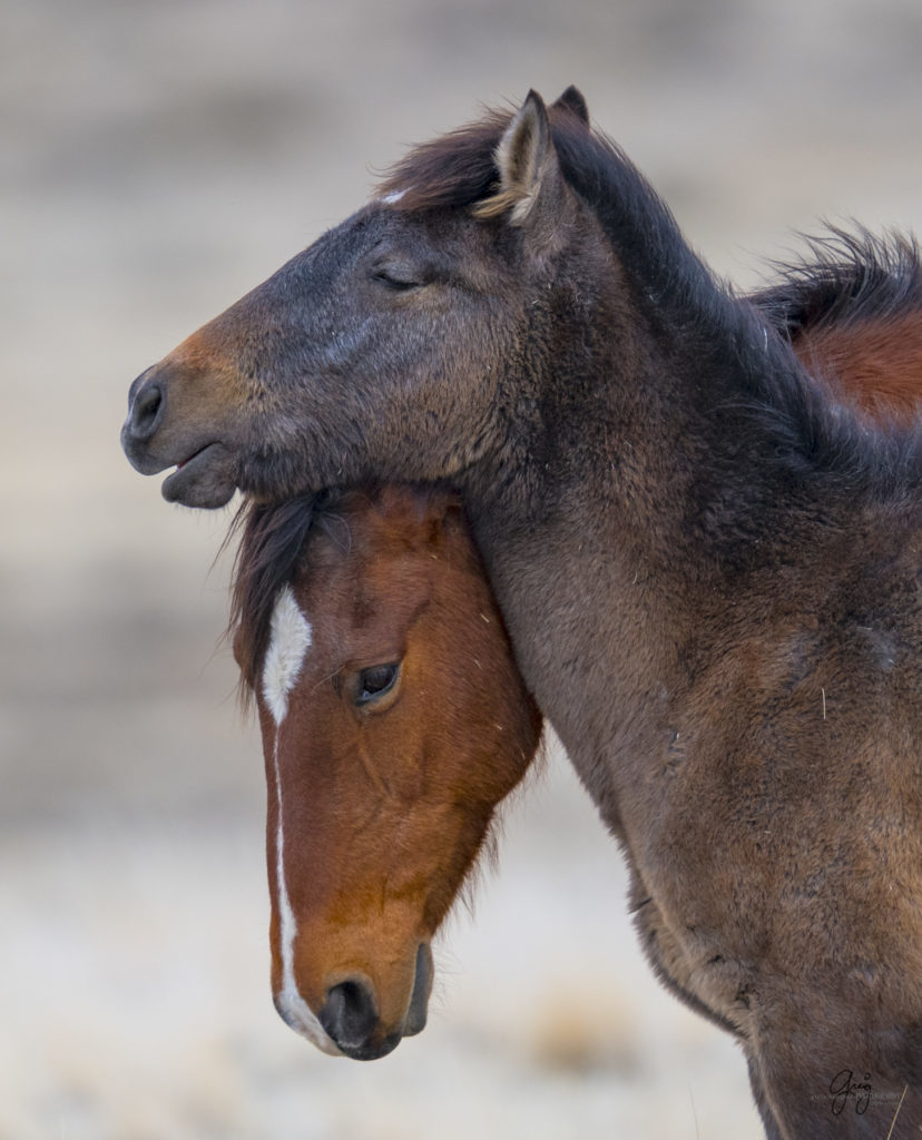 Onaqui herd, wild horses, utah wild horses, utahwildhorses, photography of wild horses, wild horse photography, fine art photography of wild horses, wild horse colts, wild horse foals, wild horse stallions, equine photography, equine,