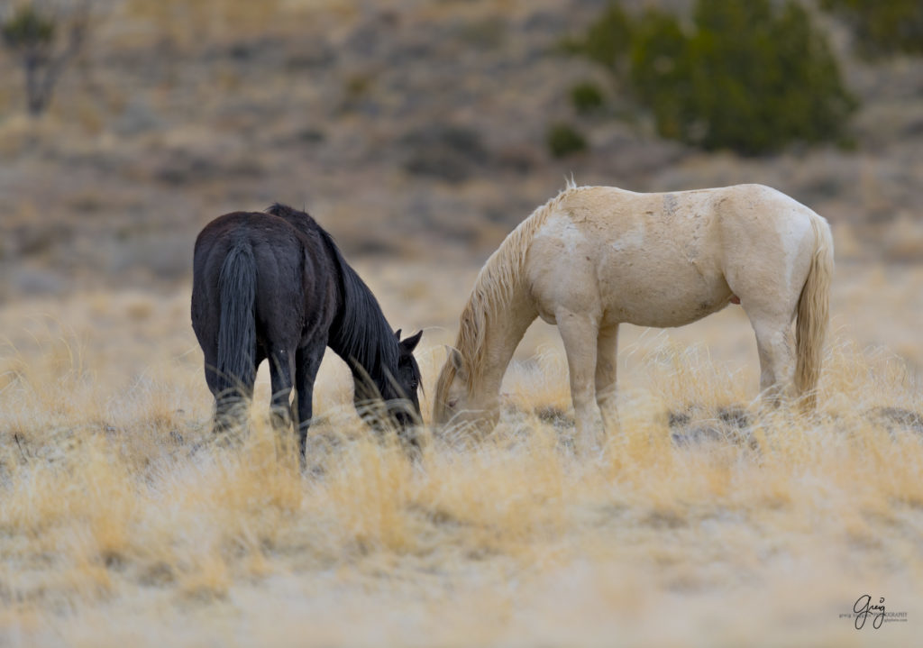 Onaqui herd, wild horses, utah wild horses, utahwildhorses, photography of wild horses, wild horse photography, fine art photography of wild horses, wild horse colts, wild horse foals, wild horse stallions, equine photography, equine,