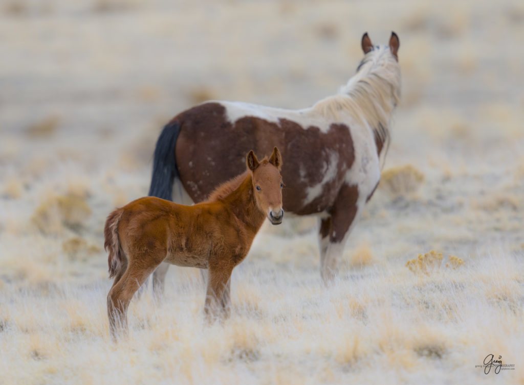 Onaqui herd, wild horses, utah wild horses, utahwildhorses, photography of wild horses, wild horse photography, fine art photography of wild horses, wild horse colts, wild horse foals, wild horse stallions, equine photography, equine,