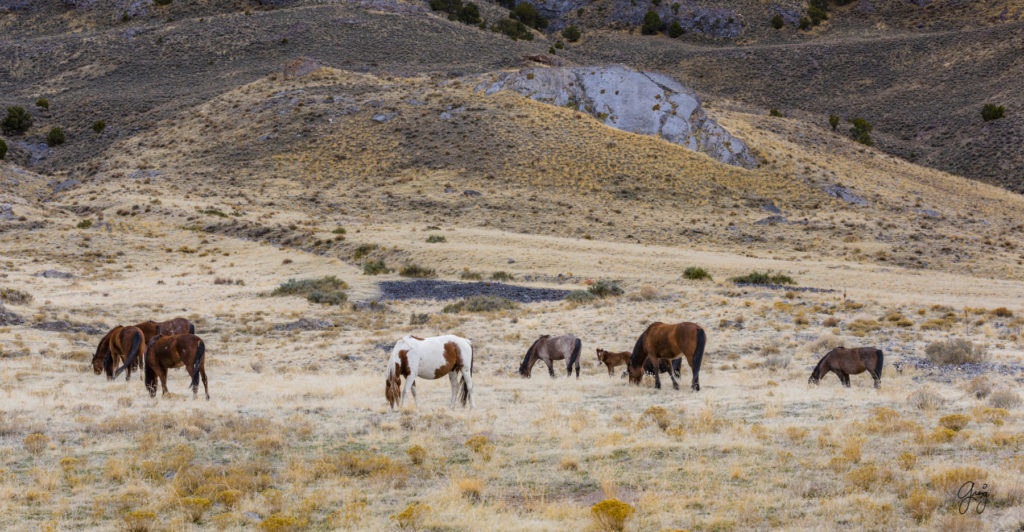 Onaqui herd, wild horses, utah wild horses, utahwildhorses, photography of wild horses, wild horse photography, fine art photography of wild horses, wild horse colts, wild horse foals, wild horse stallions, equine photography, equine,