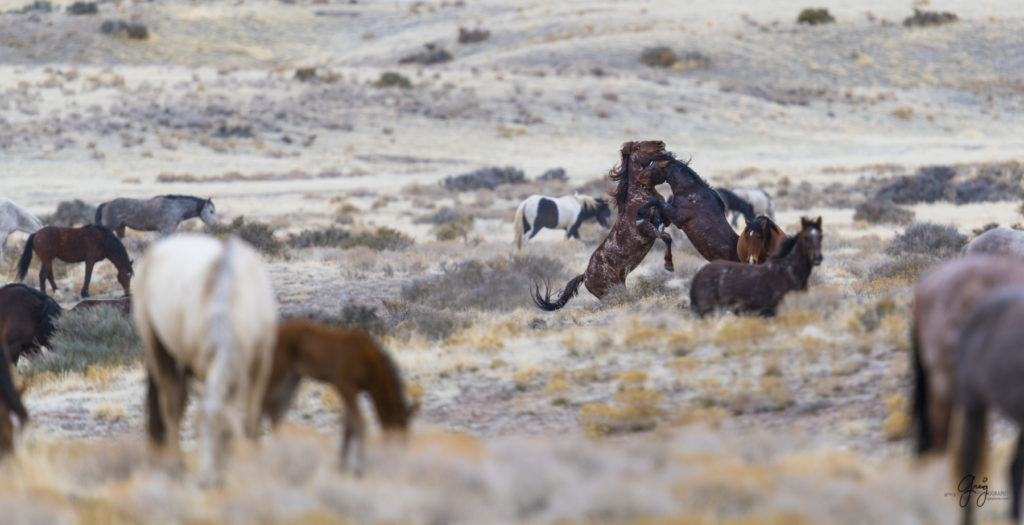 Onaqui herd, wild horses, utah wild horses, utahwildhorses, photography of wild horses, wild horse photography, fine art photography of wild horses, wild horse colts, wild horse foals, wild horse stallions, equine photography, equine,