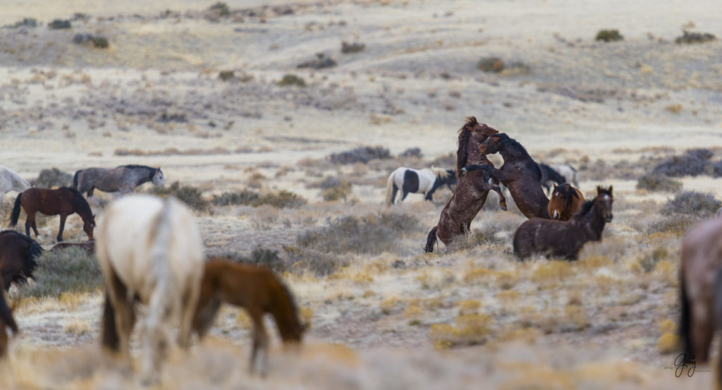 Onaqui herd, wild horses, utah wild horses, utahwildhorses, photography of wild horses, wild horse photography, fine art photography of wild horses, wild horse colts, wild horse foals, wild horse stallions, equine photography, equine,