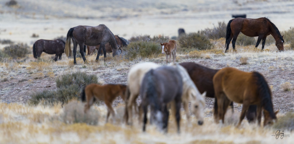 Onaqui herd, wild horses, utah wild horses, utahwildhorses, photography of wild horses, wild horse photography, fine art photography of wild horses, wild horse colts, wild horse foals, wild horse stallions, equine photography, equine,