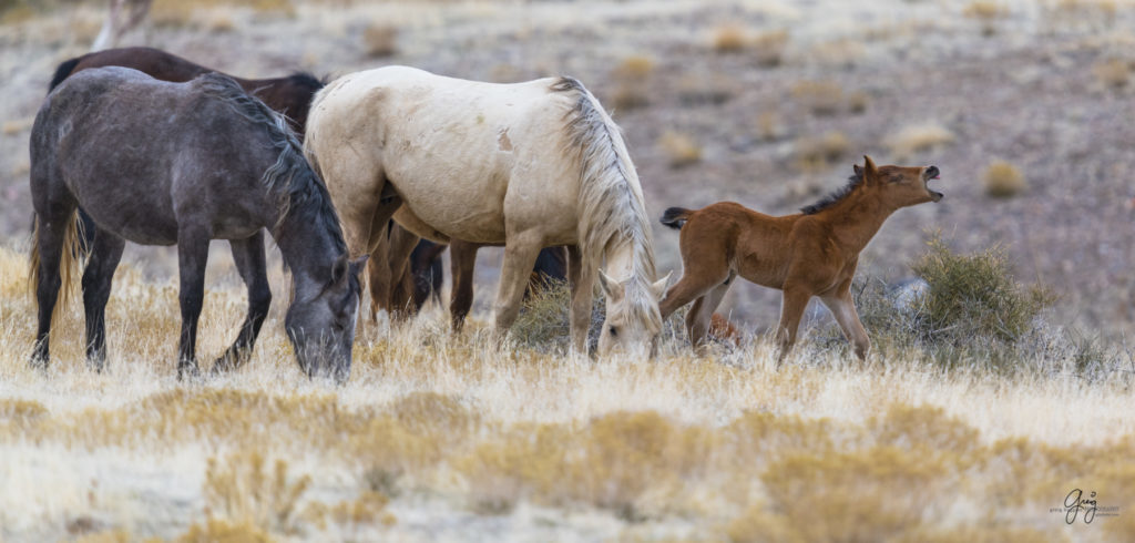 Onaqui herd, wild horses, utah wild horses, utahwildhorses, photography of wild horses, wild horse photography, fine art photography of wild horses, wild horse colts, wild horse foals, wild horse stallions, equine photography, equine,