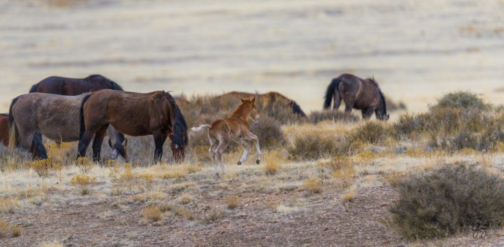 Onaqui herd, wild horses, utah wild horses, utahwildhorses, photography of wild horses, wild horse photography, fine art photography of wild horses, wild horse colts, wild horse foals, wild horse stallions, equine photography, equine,