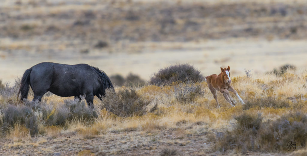 Onaqui herd, wild horses, utah wild horses, utahwildhorses, photography of wild horses, wild horse photography, fine art photography of wild horses, wild horse colts, wild horse foals, wild horse stallions, equine photography, equine,