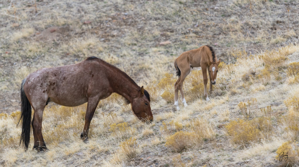 Onaqui herd, wild horses, utah wild horses, utahwildhorses, photography of wild horses, wild horse photography, fine art photography of wild horses, wild horse colts, wild horse foals, wild horse stallions, equine photography, equine,