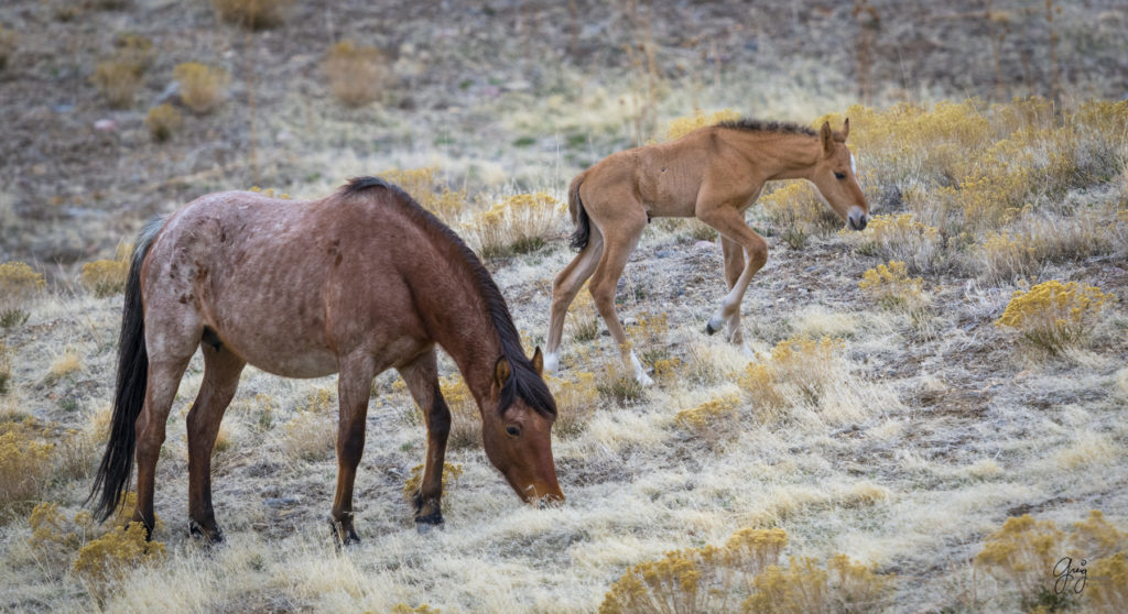 Onaqui herd, wild horses, utah wild horses, utahwildhorses, photography of wild horses, wild horse photography, fine art photography of wild horses, wild horse colts, wild horse foals, wild horse stallions, equine photography, equine,