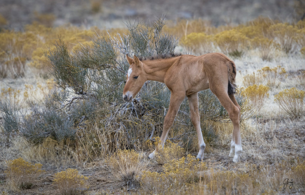 Onaqui herd, wild horses, utah wild horses, utahwildhorses, photography of wild horses, wild horse photography, fine art photography of wild horses, wild horse colts, wild horse foals, wild horse stallions, equine photography, equine,