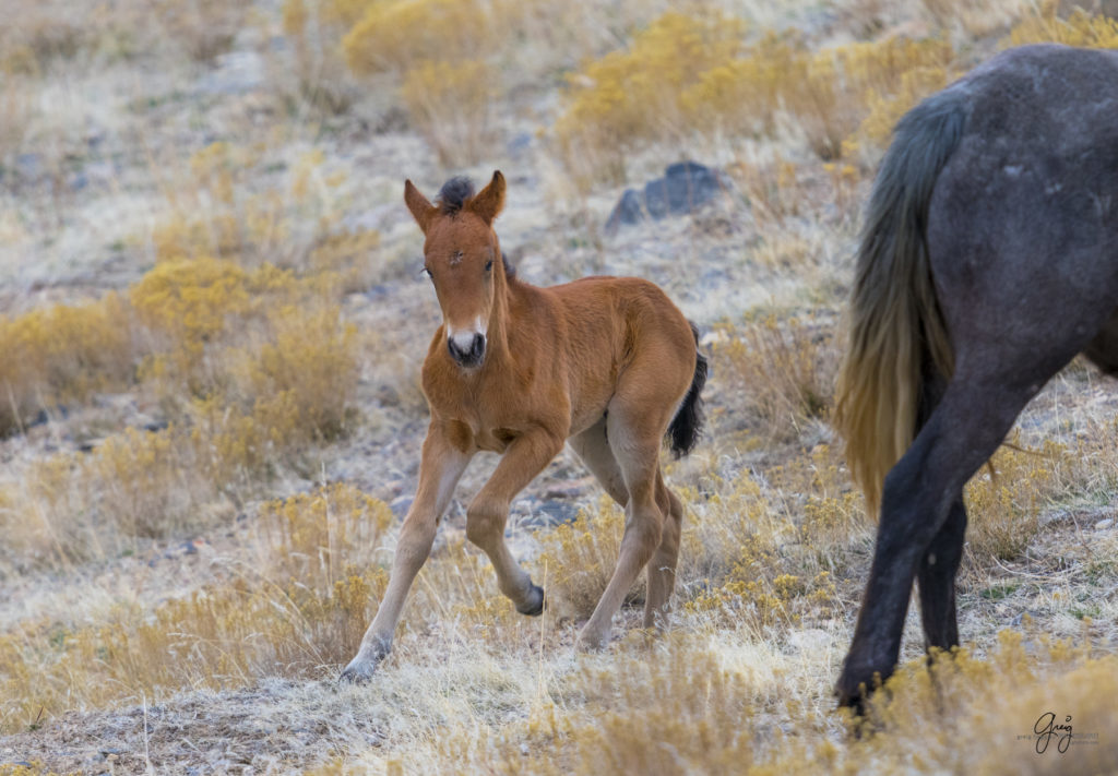 Onaqui herd, wild horses, utah wild horses, utahwildhorses, photography of wild horses, wild horse photography, fine art photography of wild horses, wild horse colts, wild horse foals, wild horse stallions, equine photography, equine,