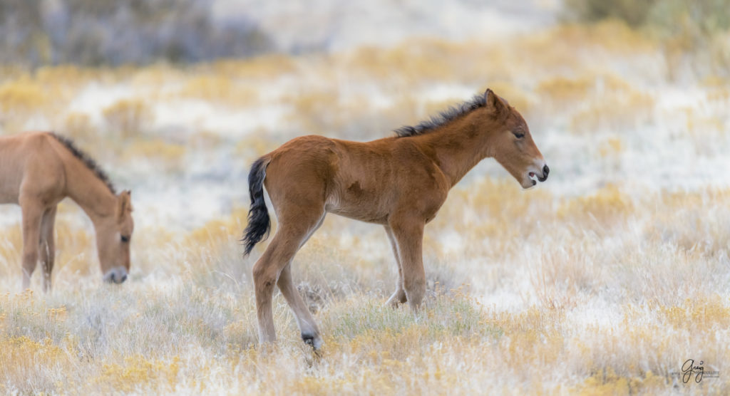 Onaqui herd, wild horses, utah wild horses, utahwildhorses, photography of wild horses, wild horse photography, fine art photography of wild horses, wild horse colts, wild horse foals, wild horse stallions, equine photography, equine,