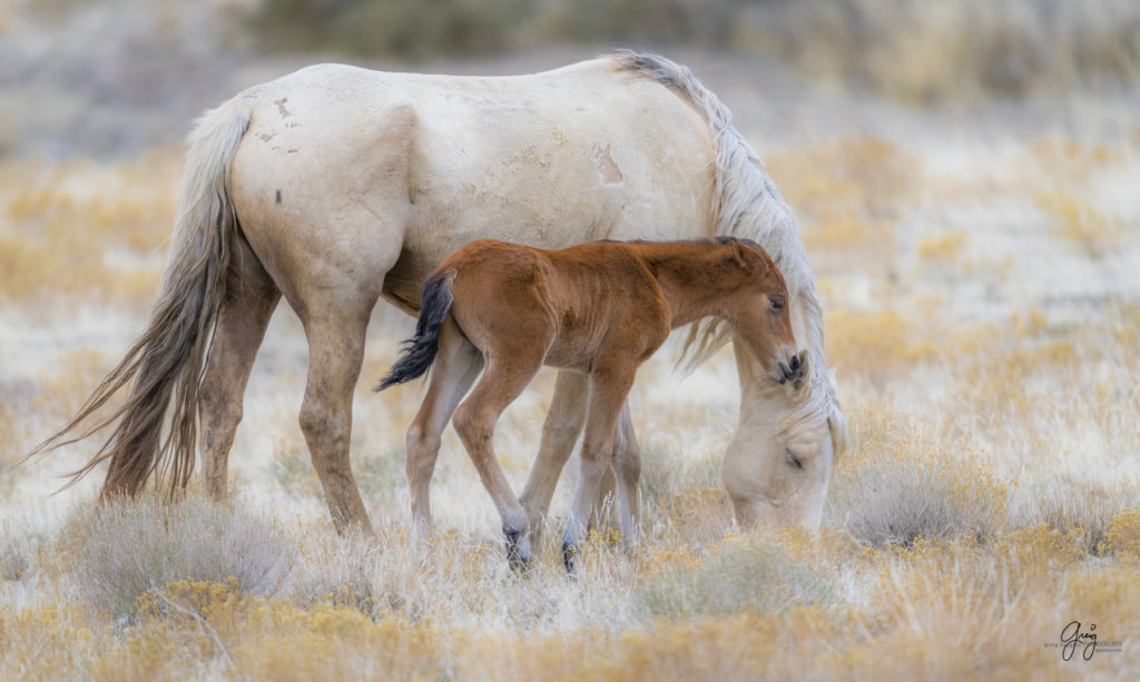 Onaqui herd, wild horses, utah wild horses, utahwildhorses, photography of wild horses, wild horse photography, fine art photography of wild horses, wild horse colts, wild horse foals, wild horse stallions, equine photography, equine,