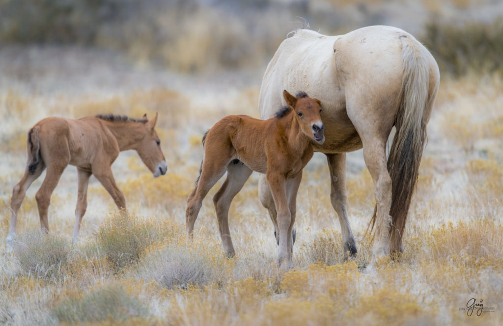 Onaqui herd, wild horses, utah wild horses, utahwildhorses, photography of wild horses, wild horse photography, fine art photography of wild horses, wild horse colts, wild horse foals, wild horse stallions, equine photography, equine,