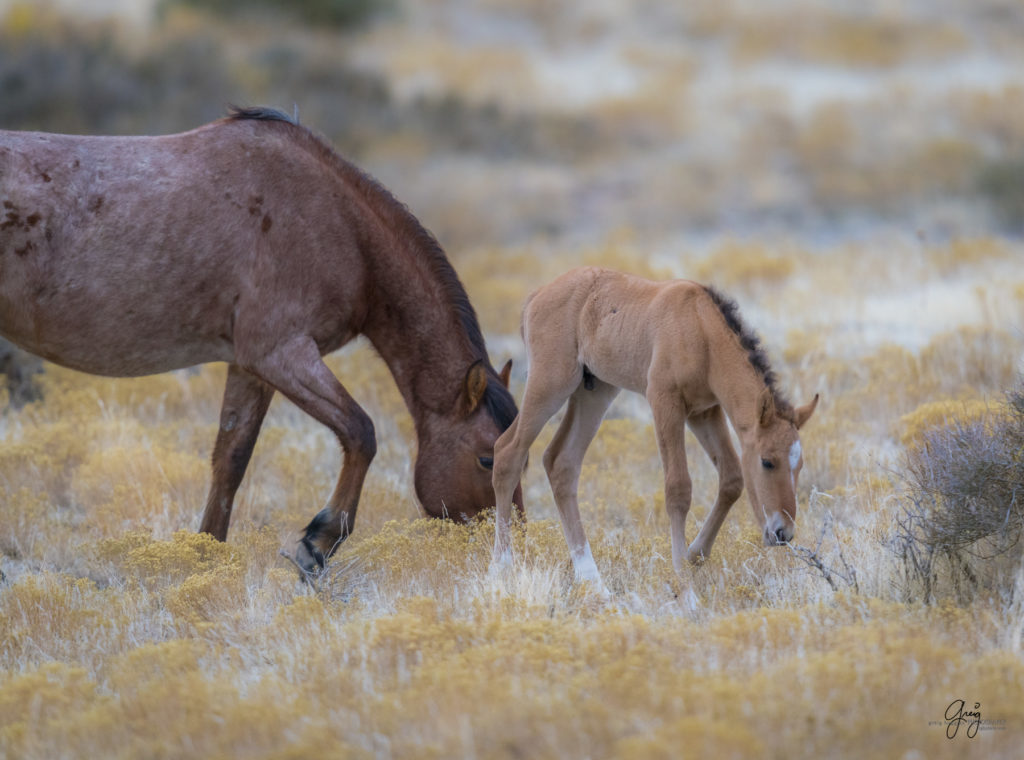 Onaqui herd, wild horses, utah wild horses, utahwildhorses, photography of wild horses, wild horse photography, fine art photography of wild horses, wild horse colts, wild horse foals, wild horse stallions, equine photography, equine,