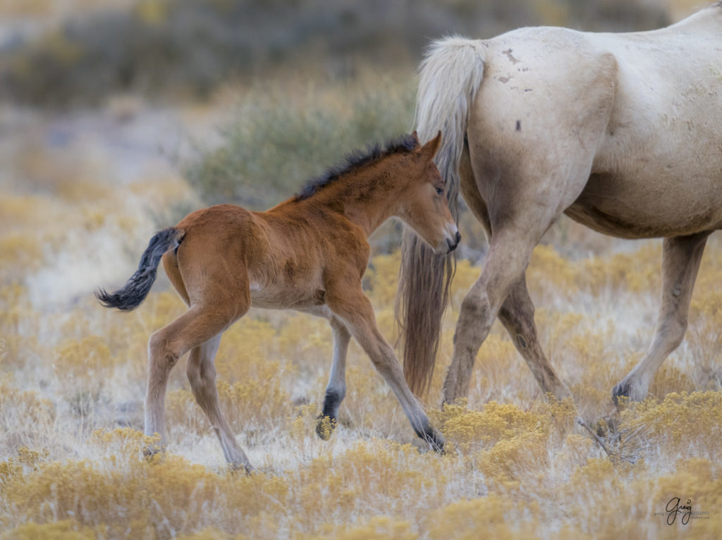 Onaqui herd, wild horses, utah wild horses, utahwildhorses, photography of wild horses, wild horse photography, fine art photography of wild horses, wild horse colts, wild horse foals, wild horse stallions, equine photography, equine,