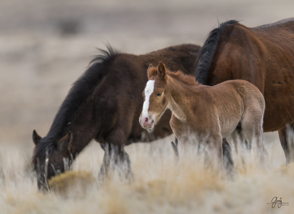 Onaqui herd, wild horses, utah wild horses, utahwildhorses, photography of wild horses, wild horse photography, fine art photography of wild horses, wild horse colts, wild horse foals, wild horse stallions, equine photography, equine,