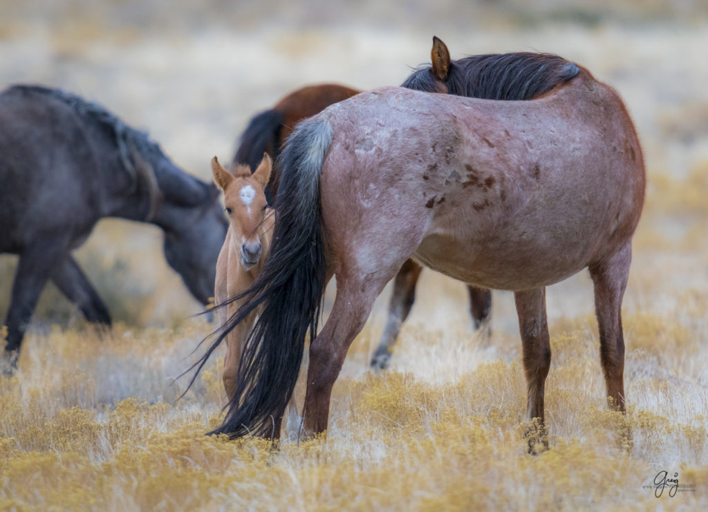 Onaqui herd, wild horses, utah wild horses, utahwildhorses, photography of wild horses, wild horse photography, fine art photography of wild horses, wild horse colts, wild horse foals, wild horse stallions, equine photography, equine,