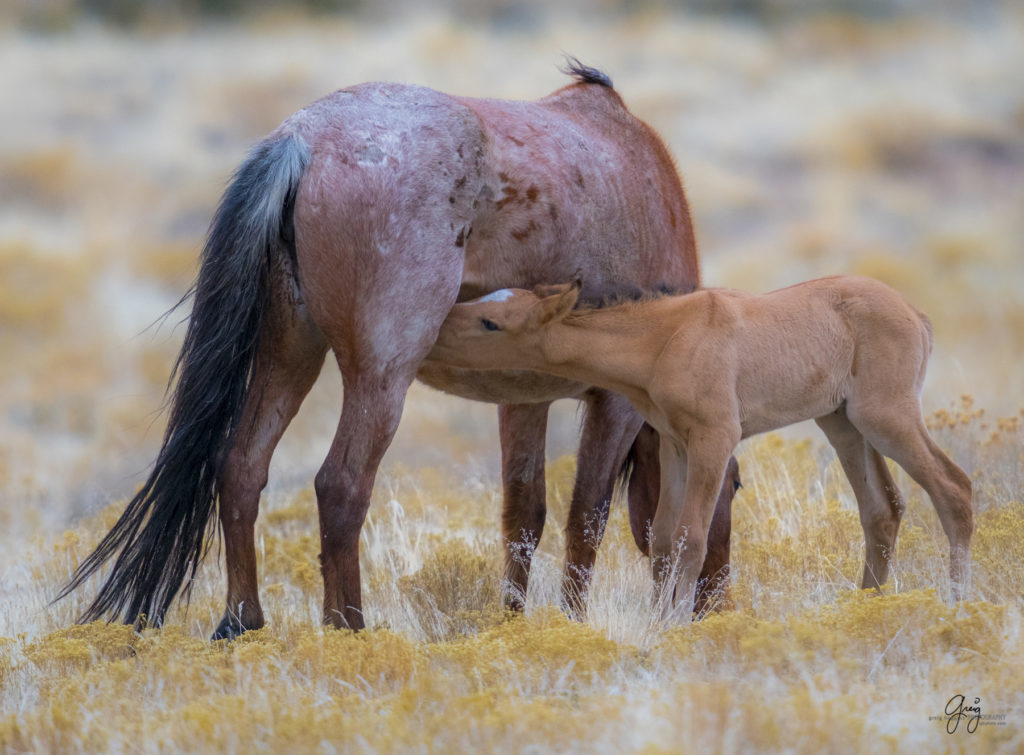 Onaqui herd, wild horses, utah wild horses, utahwildhorses, photography of wild horses, wild horse photography, fine art photography of wild horses, wild horse colts, wild horse foals, wild horse stallions, equine photography, equine,