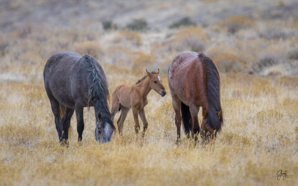 Onaqui herd, wild horses, utah wild horses, utahwildhorses, photography of wild horses, wild horse photography, fine art photography of wild horses, wild horse colts, wild horse foals, wild horse stallions, equine photography, equine,