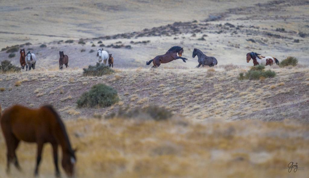 Onaqui herd, wild horses, utah wild horses, utahwildhorses, photography of wild horses, wild horse photography, fine art photography of wild horses, wild horse colts, wild horse foals, wild horse stallions, equine photography, equine,