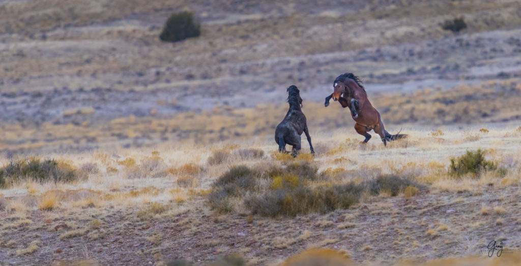 Onaqui herd, wild horses, utah wild horses, utahwildhorses, photography of wild horses, wild horse photography, fine art photography of wild horses, wild horse colts, wild horse foals, wild horse stallions, equine photography, equine,