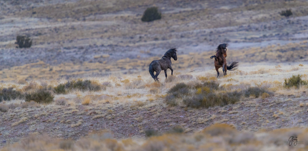 Onaqui herd, wild horses, utah wild horses, utahwildhorses, photography of wild horses, wild horse photography, fine art photography of wild horses, wild horse colts, wild horse foals, wild horse stallions, equine photography, equine,