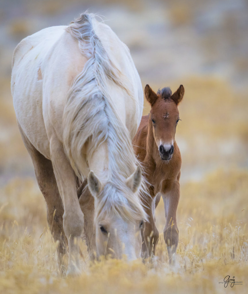 Onaqui herd, wild horses, utah wild horses, utahwildhorses, photography of wild horses, wild horse photography, fine art photography of wild horses, wild horse colts, wild horse foals, wild horse stallions, equine photography, equine,