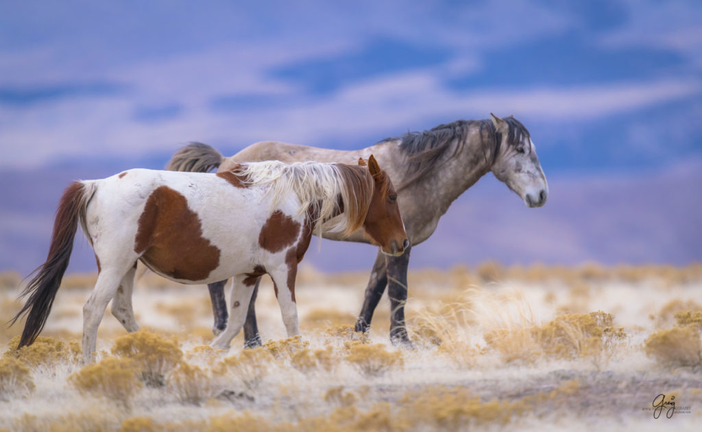 Onaqui herd, wild horses, utah wild horses, utahwildhorses, photography of wild horses, wild horse photography, fine art photography of wild horses, wild horse colts, wild horse foals, wild horse stallions, equine photography, equine,