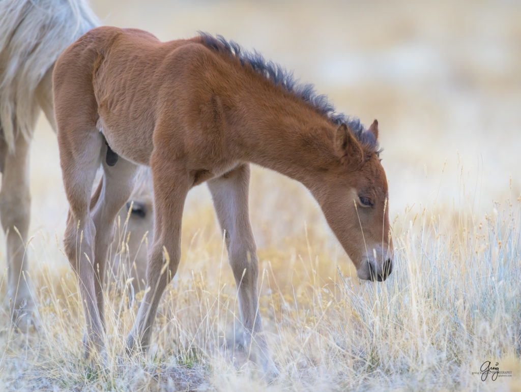 Onaqui herd, wild horses, utah wild horses, utahwildhorses, photography of wild horses, wild horse photography, fine art photography of wild horses, wild horse colts, wild horse foals, wild horse stallions, equine photography, equine,