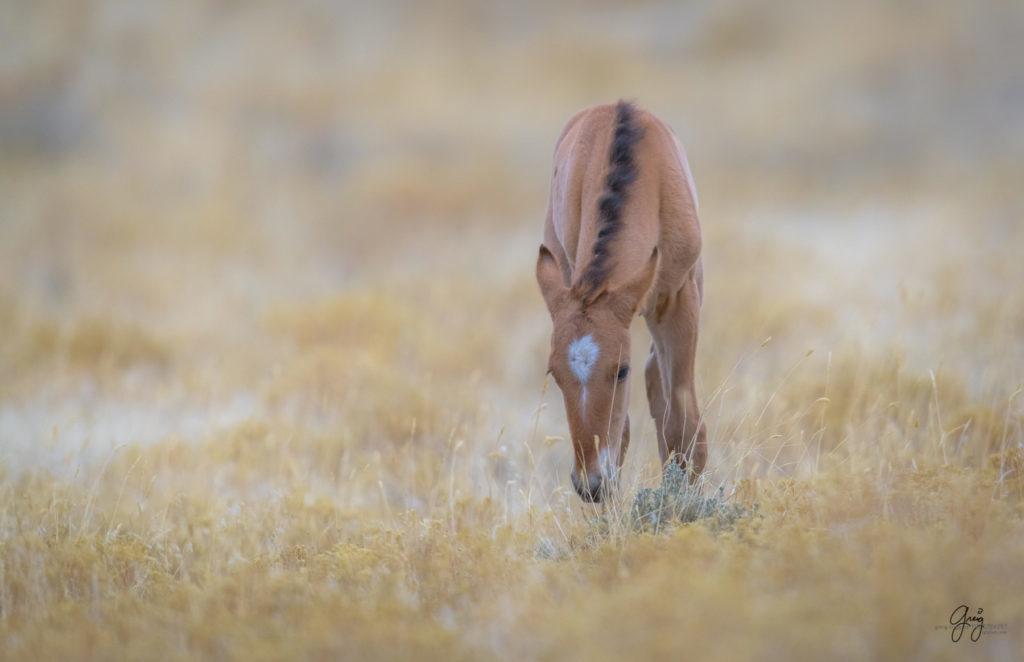 Onaqui herd, wild horses, utah wild horses, utahwildhorses, photography of wild horses, wild horse photography, fine art photography of wild horses, wild horse colts, wild horse foals, wild horse stallions, equine photography, equine,