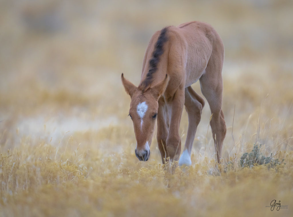 Onaqui herd, wild horses, utah wild horses, utahwildhorses, photography of wild horses, wild horse photography, fine art photography of wild horses, wild horse colts, wild horse foals, wild horse stallions, equine photography, equine,