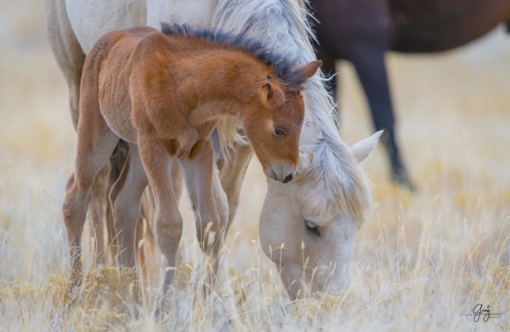 Onaqui herd, wild horses, utah wild horses, utahwildhorses, photography of wild horses, wild horse photography, fine art photography of wild horses, wild horse colts, wild horse foals, wild horse stallions, equine photography, equine,