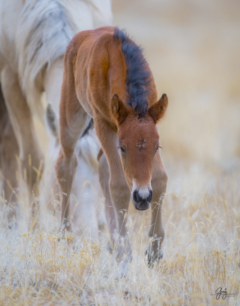 Onaqui herd, wild horses, utah wild horses, utahwildhorses, photography of wild horses, wild horse photography, fine art photography of wild horses, wild horse colts, wild horse foals, wild horse stallions, equine photography, equine,