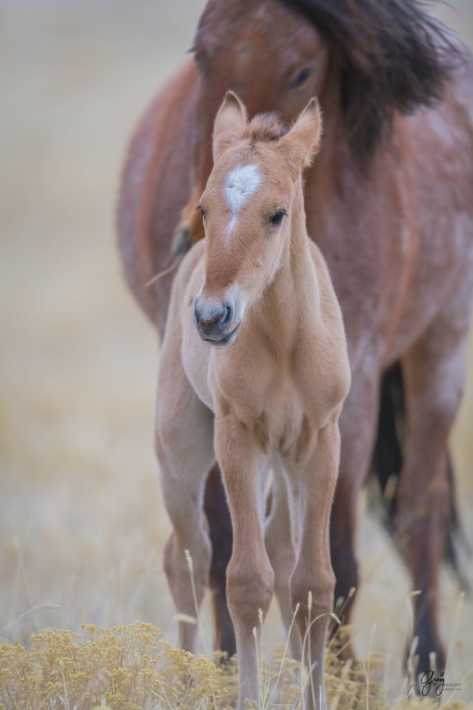 Onaqui herd, wild horses, utah wild horses, utahwildhorses, photography of wild horses, wild horse photography, fine art photography of wild horses, wild horse colts, wild horse foals, wild horse stallions, equine photography, equine,