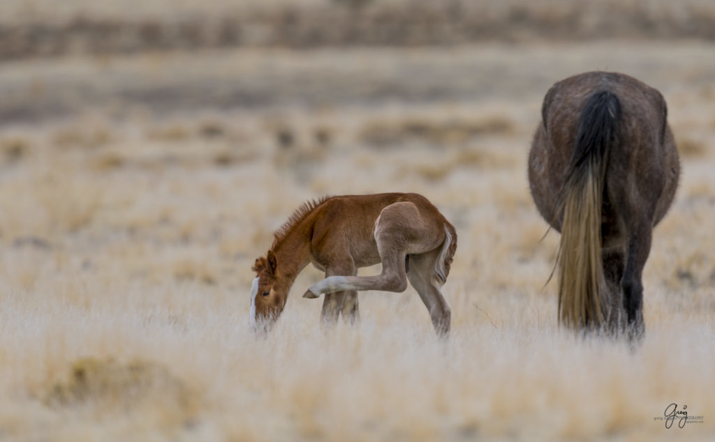 Onaqui herd, wild horses, utah wild horses, utahwildhorses, photography of wild horses, wild horse photography, fine art photography of wild horses, wild horse colts, wild horse foals, wild horse stallions, equine photography, equine,