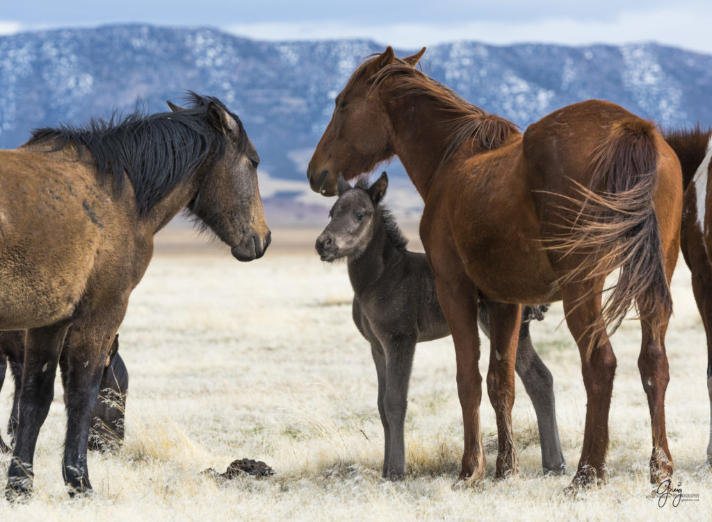 Onaqui herd, wild horses, utah wild horses, utahwildhorses, photography of wild horses, wild horse photography, fine art photography of wild horses, wild horse colts, wild horse foals, wild horse stallions, equine photography, equine,