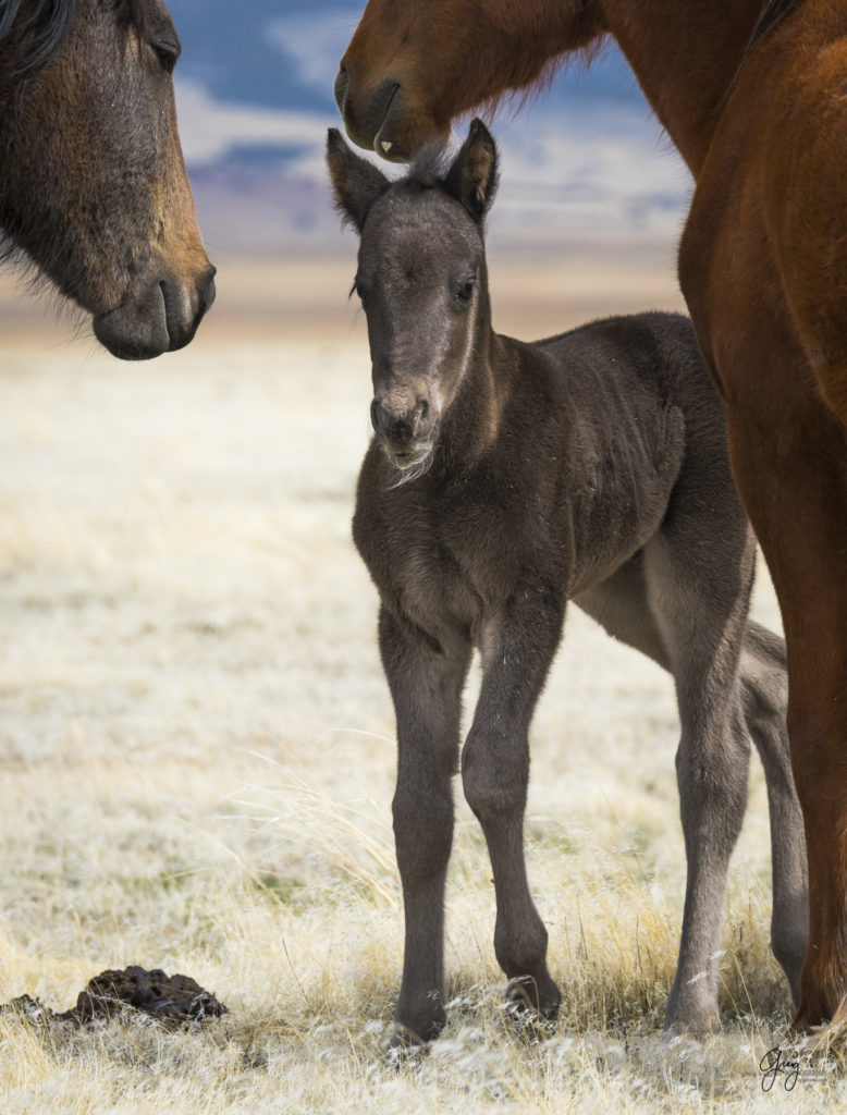 Onaqui herd, wild horses, utah wild horses, utahwildhorses, photography of wild horses, wild horse photography, fine art photography of wild horses, wild horse colts, wild horse foals, wild horse stallions, equine photography, equine,