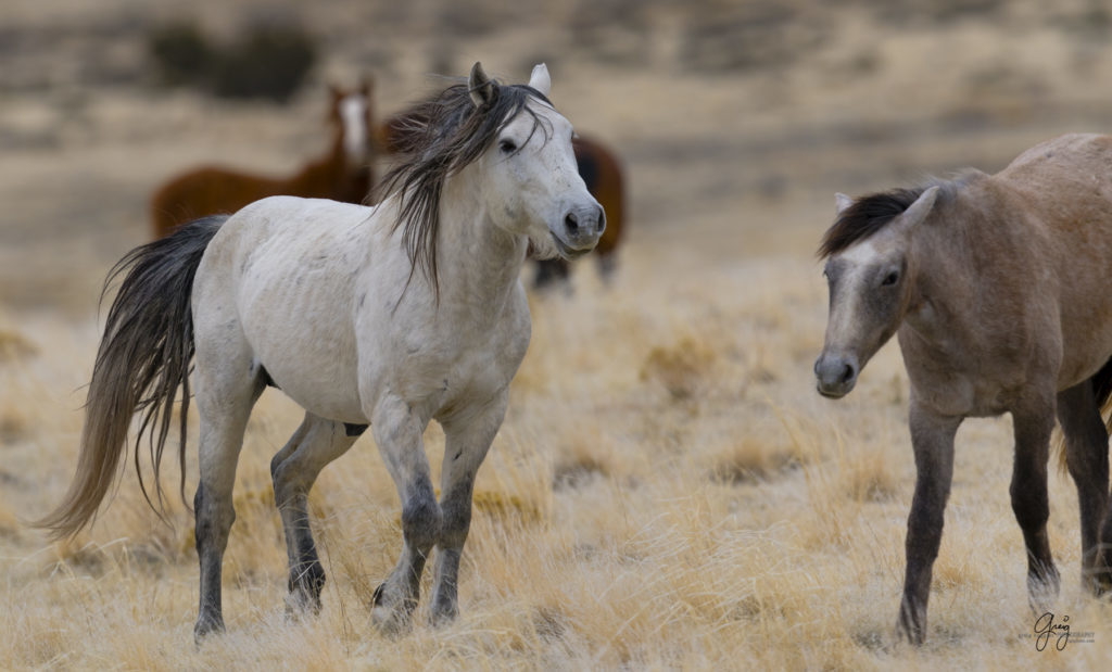 Onaqui herd, wild horses, utah wild horses, utahwildhorses, photography of wild horses, wild horse photography, fine art photography of wild horses, wild horse colts, wild horse foals, wild horse stallions, equine photography, equine,