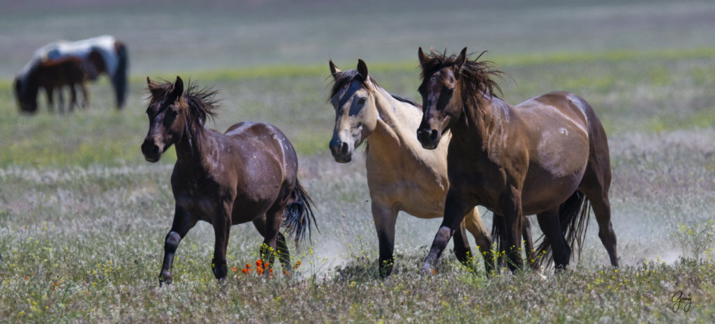 Onaqui herd of wild horses in Utah&#039;s west desert.  stallions wild horse stallions wild horse photography