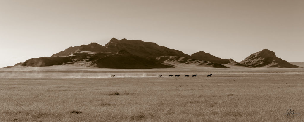 Onaqui herd of wild horses in Utah&#039;s west desert.  stallions wild horse stallions wild horse photography
