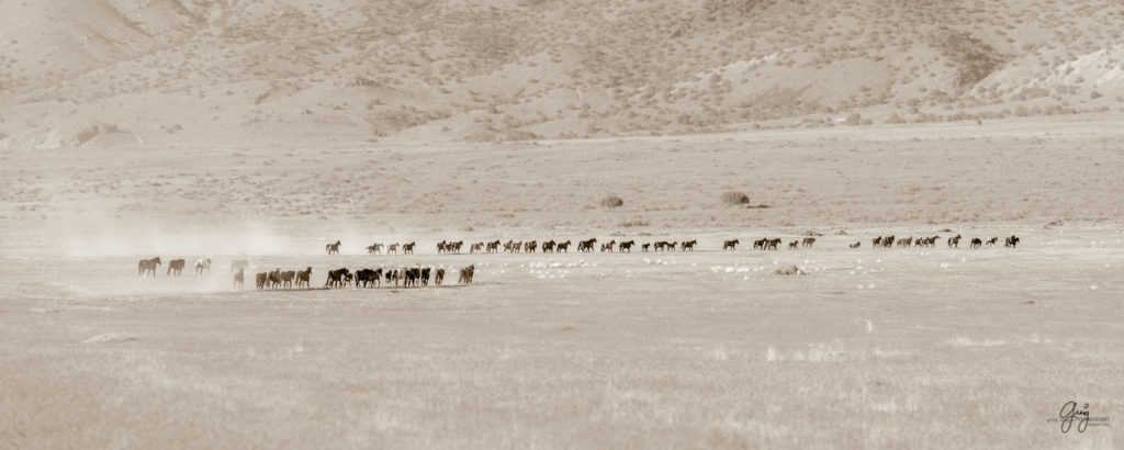 Onaqui herd of wild horses in Utah&#039;s west desert.  stallions wild horse stallions wild horse photography