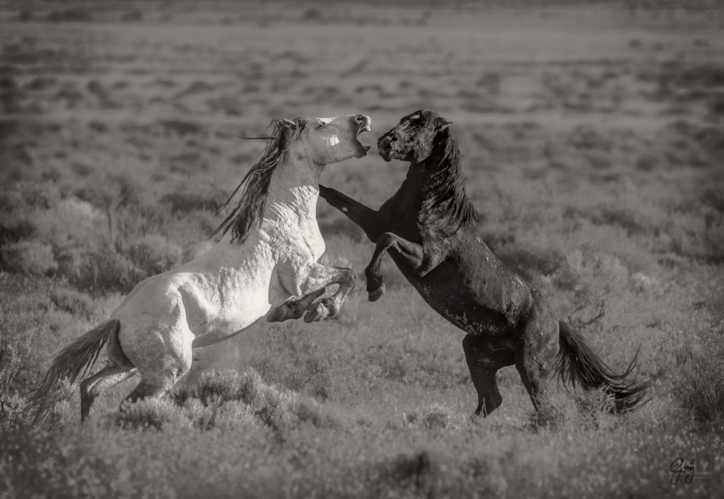 Onaqui herd of wild horses in Utah&#039;s west desert.  stallions wild horse stallions wild horse photography