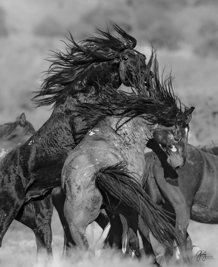 Onaqui herd of wild horses in Utah&#039;s west desert.  stallions wild horse stallions wild horse photography