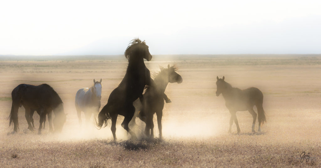 Onaqui herd of wild horses in Utah&#039;s west desert.  stallions wild horse stallions wild horse photography