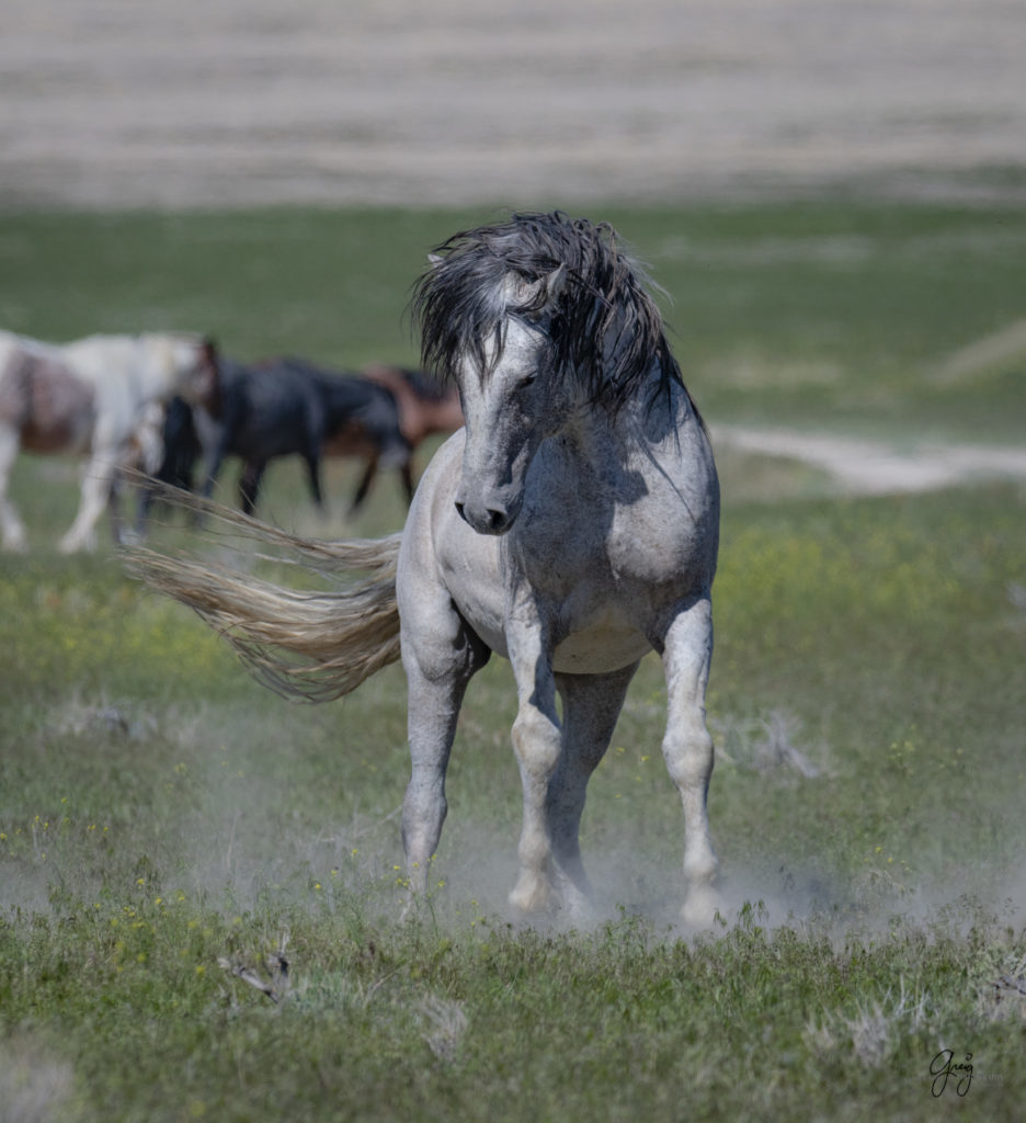 Onaqui herd of wild horses in Utah&#039;s west desert.  stallions wild horse stallions wild horse photography